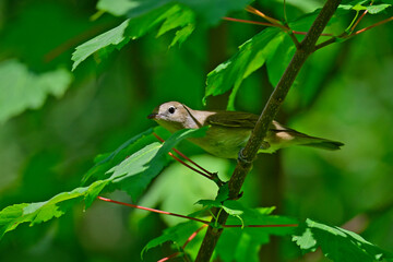 Garden warbler // Gartengrasmücke (Sylvia borin) 