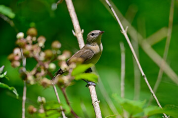 Gartengrasmücke // Garden warbler (Sylvia borin) 