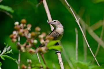 Garden warbler // Gartengrasmücke (Sylvia borin) 