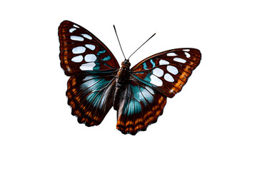 Obraz premium Butterfly with open wings resting on a leaf edge, top-down view, clean bright white background