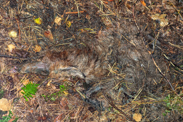 The body of a dead fox in the forest
