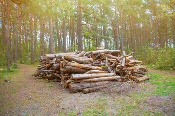A pile of felled tree trunks in the forest.