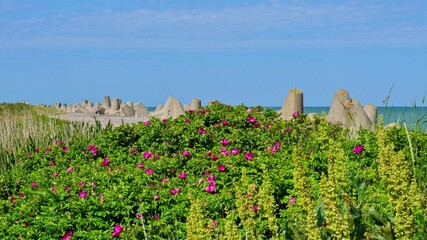 Blooming rosehip near the breakwater. Positive photo.
Panoramic photo.