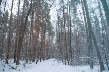 A trodden path in a winter forest. A path between trees in a park. Background with a winter landscape.