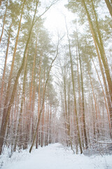 A trodden path in a winter forest. A path between trees in a park. Background with a winter landscape.