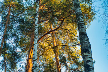 Tall pines and birches in the bright light of the sunset. The atmosphere of a coastal forest.