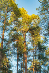 Tall pines and birches in the bright light of the sunset. The atmosphere of a coastal forest.