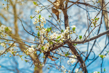 Branches of apple trees with blooming white flowers against the background of a bright blue sky.