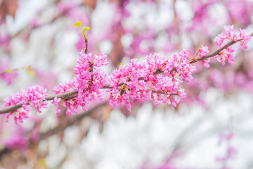 Close up of bright pink flowers on a branch. A tree blooming in spring with beautiful inflorescences. Eastern redbud during flowering.