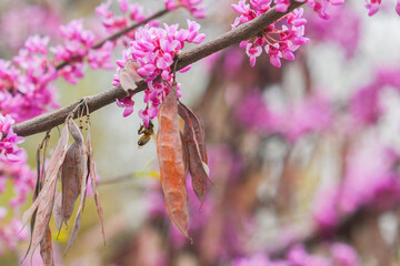Close up of bright pink flowers on a branch. A tree blooming in spring with beautiful inflorescences. Eastern redbud during flowering.