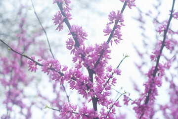 Bright pink flowers growing on a branch. The tree gradually blossoms in spring with beautiful inflorescences. Eastern redbud during flowering.