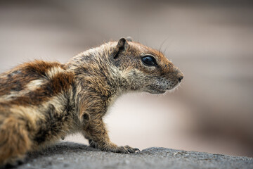 Petit écureuil sur l'île de Fuerteventura en Espagne
