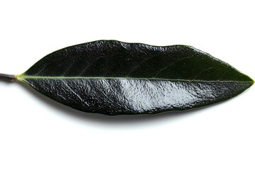 Fresh dark green magnolia leaf isolated on white background, showing natural texture and glossy surface detail. Suitable for botanical design projects.