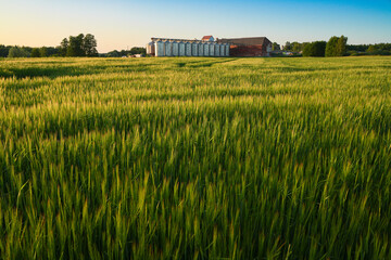 barley field in the middle of summer © Kaspars