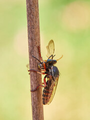 assassin fly with a hunted insect. genus Saropogon
