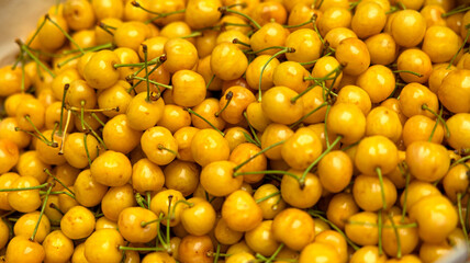 Fresh, ripe yellow cherries are now perfectly ready for harvest, bringing delightful flavors for...