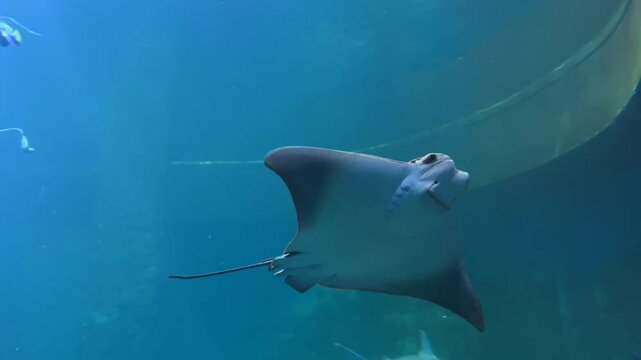 stingray swim underwater video. A close up shot of the bottom of a stingray swimming in the ocean. A majestic stingray glides gracefully through the clear waters of the South African coast. High