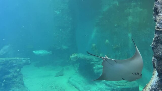 stingray swim underwater video. A close up shot of the bottom of a stingray swimming in the ocean. A majestic stingray glides gracefully through the clear waters of the South African coast. High