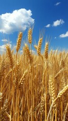 Fototapeta premium Golden ears of wheat against a blue sky with clouds, useful for agricultural themes and natural landscapes.