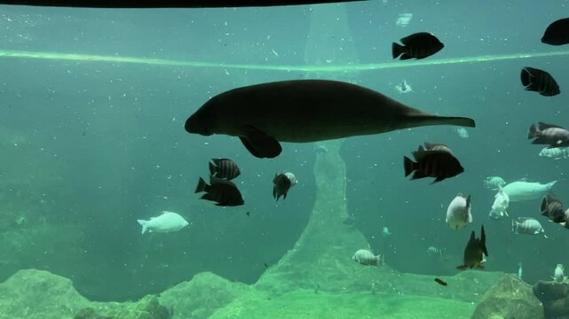 The manatee gracefully swims underwater among the fish in the green-blue water, slowly and beautifully. Underwater world. High quality FullHD footage