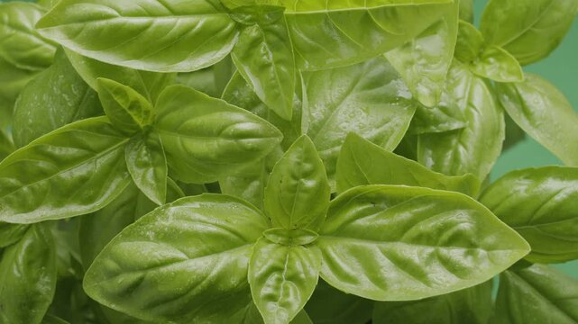 Fresh basil leaves on a green background slowly move in the frame. Macro video shooting.