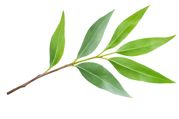 Fresh green eucalyptus branch with elongated leaves isolated on white background, natural botanical element for design and decoration purposes.