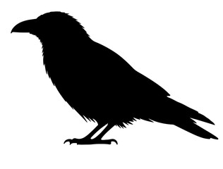 Obraz premium black vector image of crow silhouette on white background side views side.