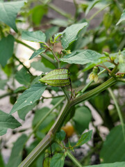 The immature ciplukan (Physalis angulata) fruit is clearly visible hanging from the stem, wrapped in distinctive veined green flower petals, surrounded by opaque green leaves.