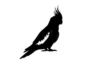 Obraz premium Cockatiel in silhouette on white background side views.