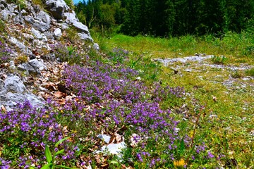 Purple rock thyme (Clinopodium alpinum) flowers