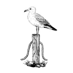 A seagull perched atop a weathered wooden post wrapped with a rope, grounded on grass and rocks. Detailed black and white hand drawn vector illustration. Graphic sketch isolated on white.