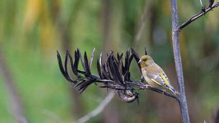 Greenfinch perched on a branch