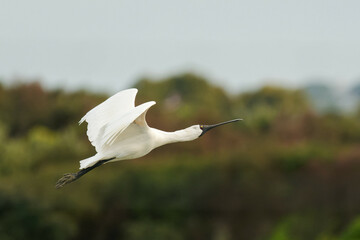 Royal Spoonbill mid flight