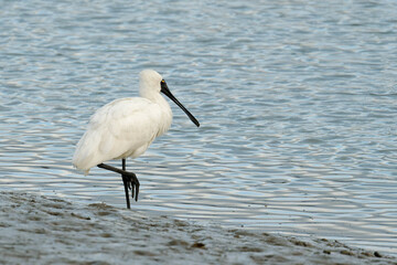 Royal Spoonbill looking to for a catch
