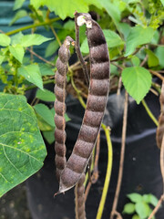 Hairy pods hanging on a jicama plant against a background of green leaves and an opaque black pot,...