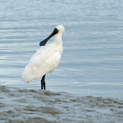 Royal Spoonbill pruning its feathers