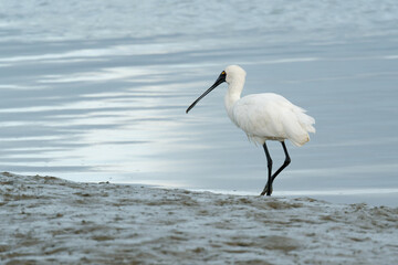 Royal Spoonbill looking to for a catch