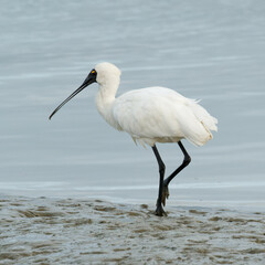Royal Spoonbill looking to for a catch