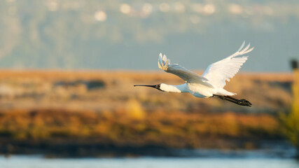 Royal Spoonbill mid flight