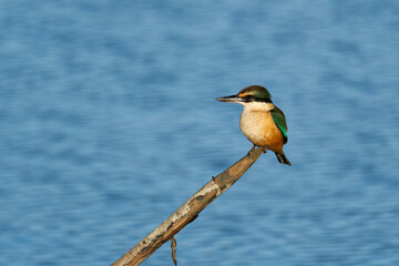 Sacred Kingfisher perched on a stick looking for a catch