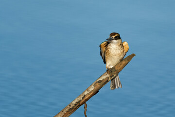 Sacred Kingfisher perched on a stick looking for a catch