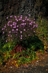 Madeira landscapes, desktop wallpaper, phone screensaver, 