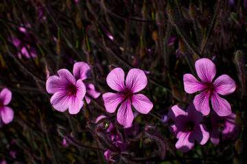 Madeira landscapes, desktop wallpaper, phone screensaver, 