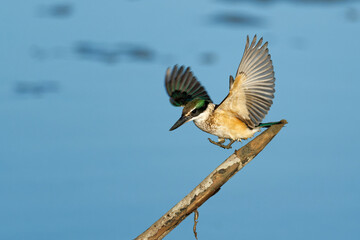 Sacred Kingfisher landing on a perch