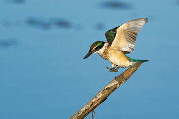 Sacred Kingfisher landing on a perch