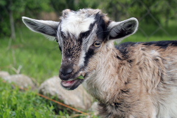 Young curly brown goat eating grass