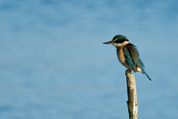 Sacred Kingfisher perched on a stick looking for a catch
