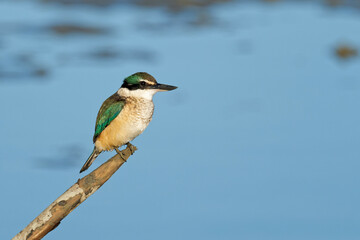 Sacred Kingfisher perched on a stick looking for a catch
