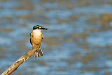 Sacred Kingfisher perched on a stick looking for a catch