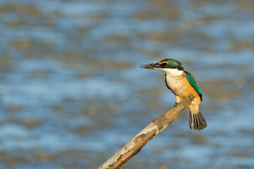Sacred Kingfisher perched on a stick looking for a catch